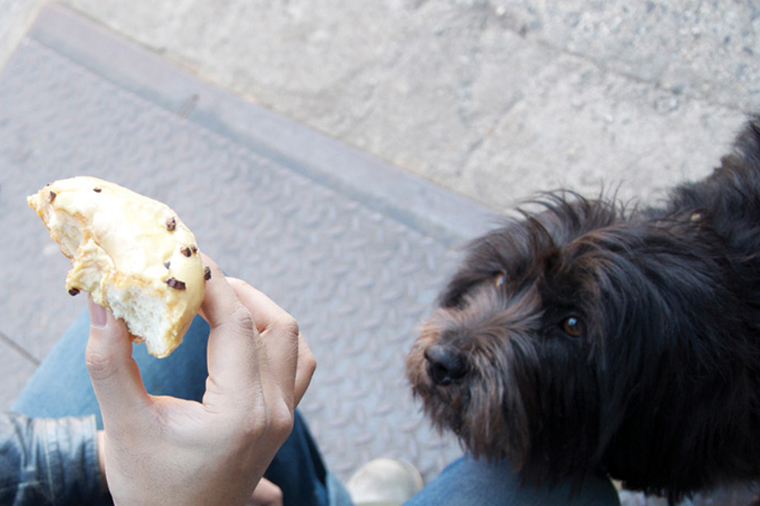 Donuts and Dog