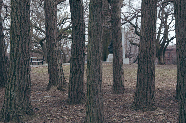 The Trees of Fort Greene Park
