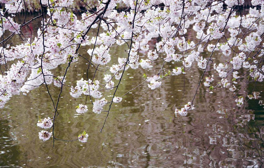 Sakura_Matsuri_CherryBlossomReflections