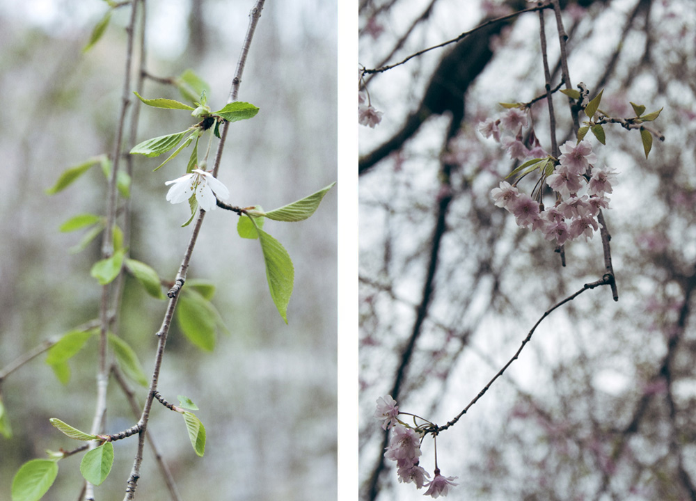Sakura_Matsuri_CherryBlossoms