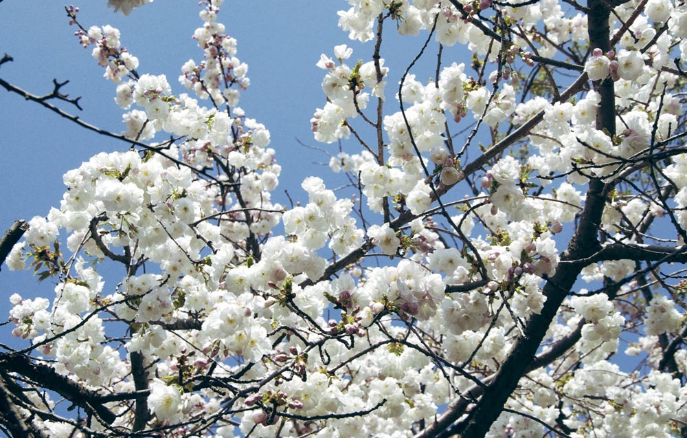 Sakura_Matsuri_WhiteBlossoms