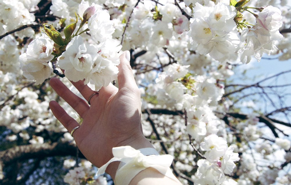 Sakura_Matsuri_WhiteBlossoms2