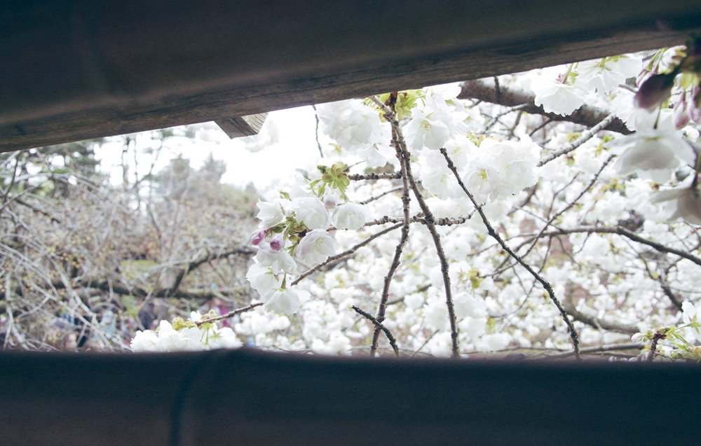 Sakura_Matsuri_WhiteBlossoms3